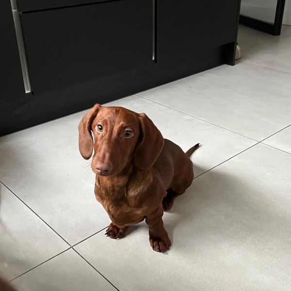 Milo uit Delfgauw zoekt een Hondenoppas