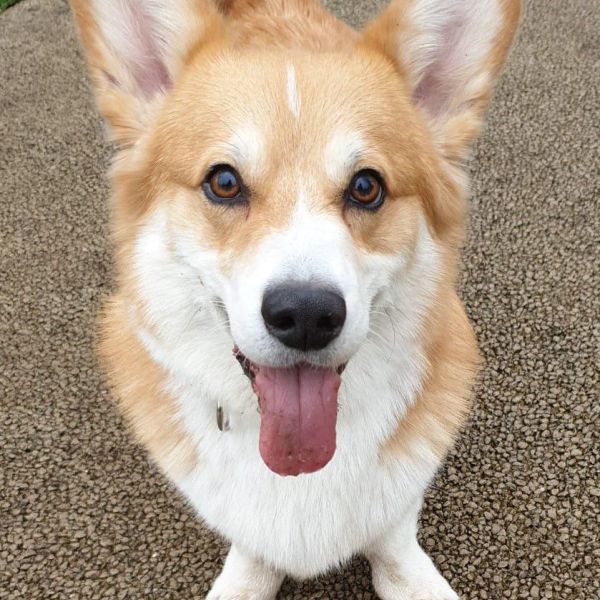 Blizzard uit Amsterdam zoekt een Hondenoppas