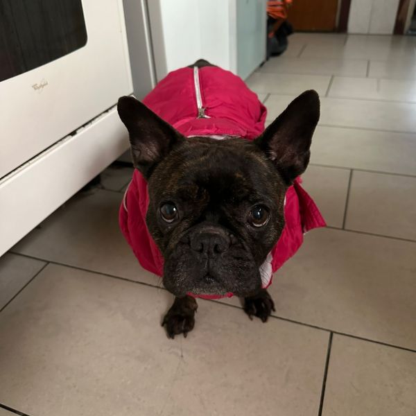 Daisy, Nemo uit Eindhoven zoekt een huisdierenoppas