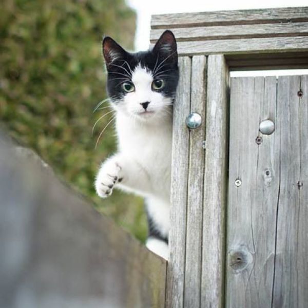 Bella uit Rijs zoekt een Kattenoppas