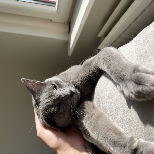 Bilo uit Helmond zoekt een Kattenoppas