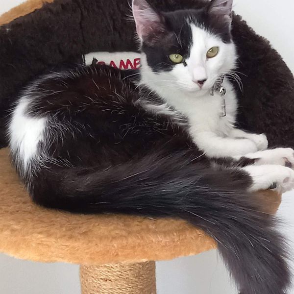 Kara uit Enschede zoekt een Kattenoppas