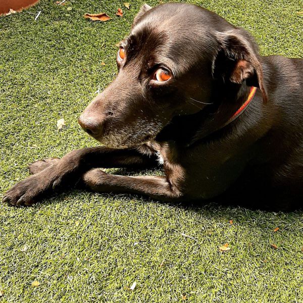 Ozzie, Meg (Megsie) uit Hollandsche Rading zoekt een Hondenoppas
