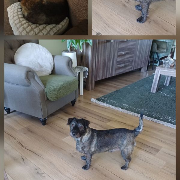 Bea Labee uit Dordrecht zoekt een Hondenoppas