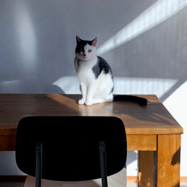 Gijs, Piet uit Alphen Aan Den Rijn zoekt een Kattenoppas
