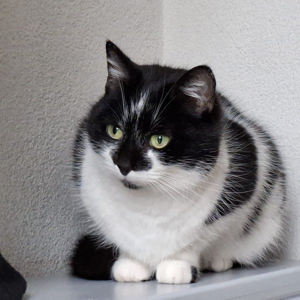 Joep, Jip uit Nuenen zoekt een Kattenoppas