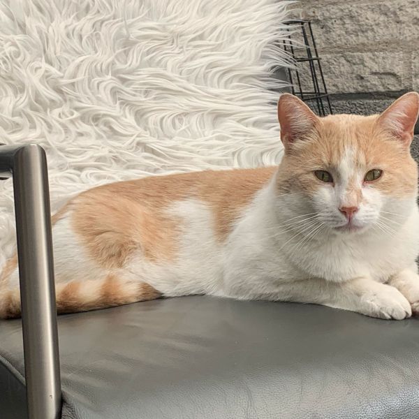 Olaf uit Zevenbergen zoekt een Kattenoppas