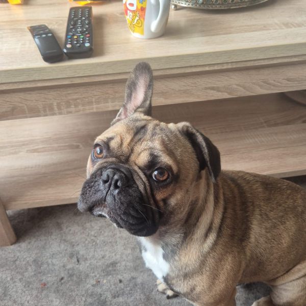 baco, twix uit Naaldwijk zoekt een Hondenoppas