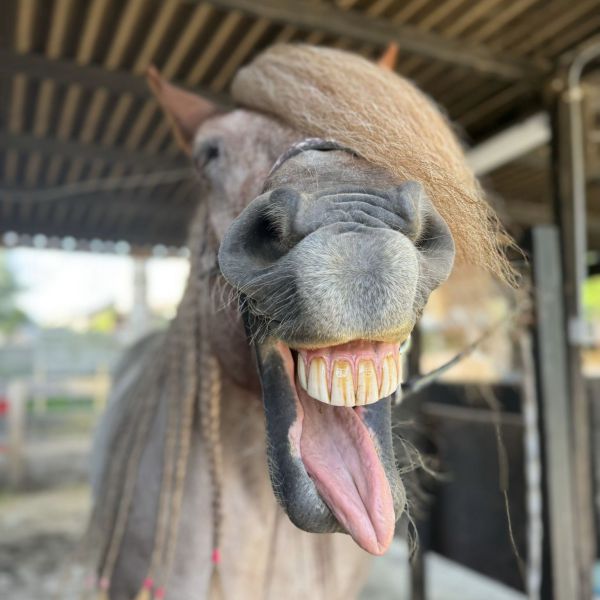 Peaches uit Rotterdam zoekt een Paardenverzorger