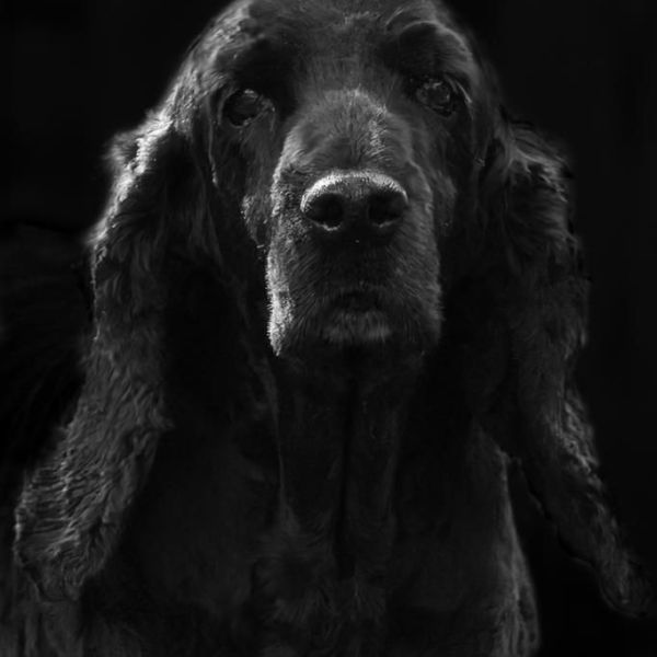 Hondenoppas Loes uit Zuidwolde