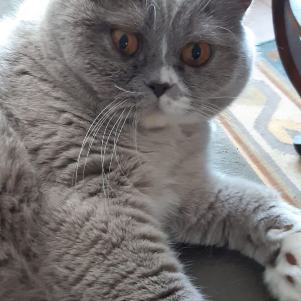 Chanel, Chanel ( Nel) uit Alblasserdam zoekt een Kattenoppas