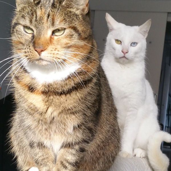 Gappie en ootje uit Hoorn, Nh zoekt een Kattenoppas