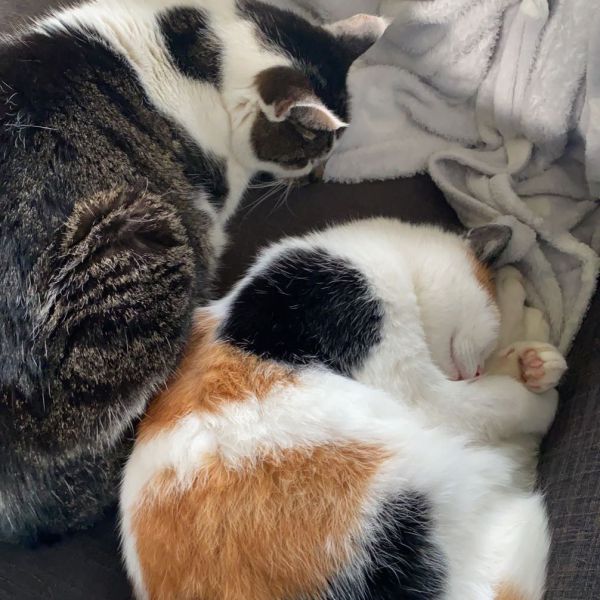 Kattenoppas Esther uit Delfzijl