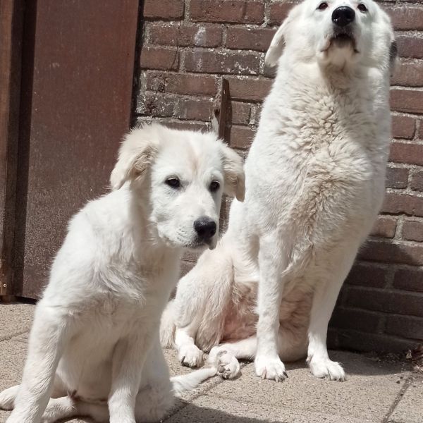 Huisdierenoppas Ivan uit Wervershoof
