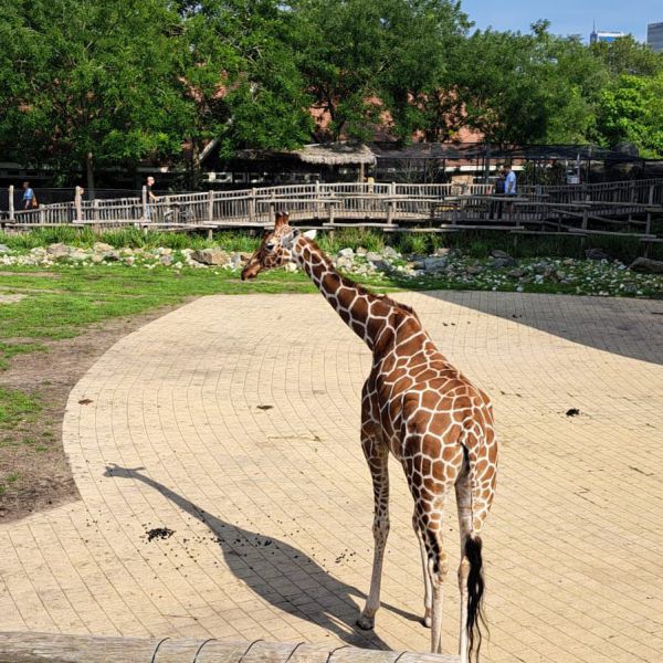 Hondenoppas Evy uit Krimpen Aan De Lek