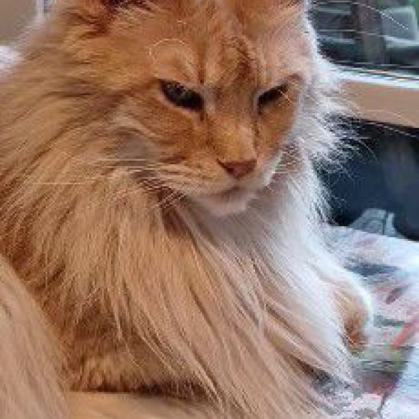 Chef uit Sommelsdijk zoekt een Kattenoppas