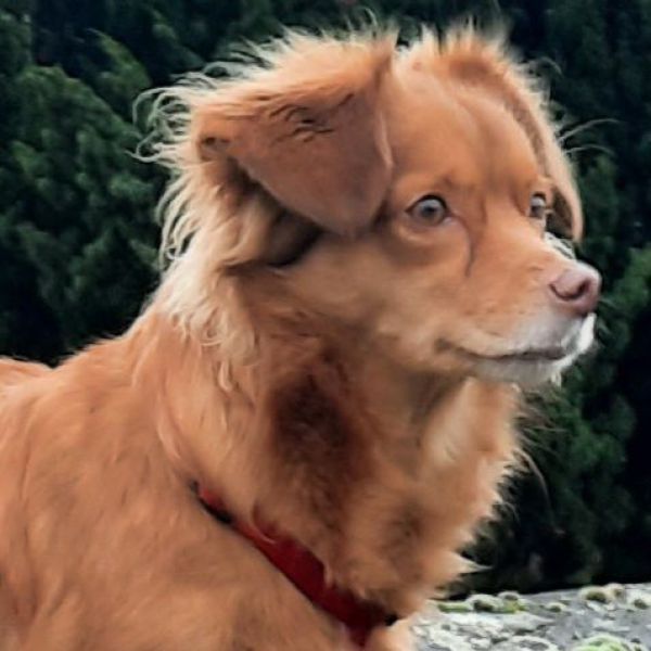 Roxy uit Groningen zoekt een Hondenoppas