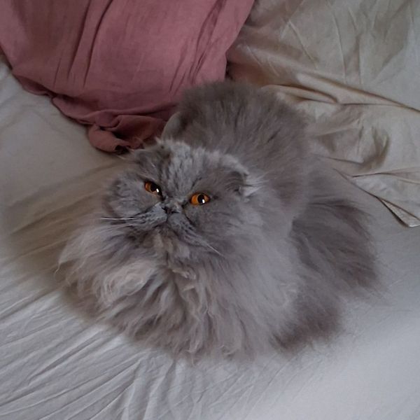 Lola, Loki uit Haaren zoekt een Kattenoppas