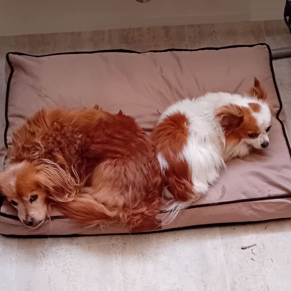 Fonzy, Jimmy uit Sassenheim zoekt een Hondenoppas
