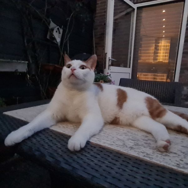 Tommie uit 'S-Gravenzande zoekt een Kattenoppas