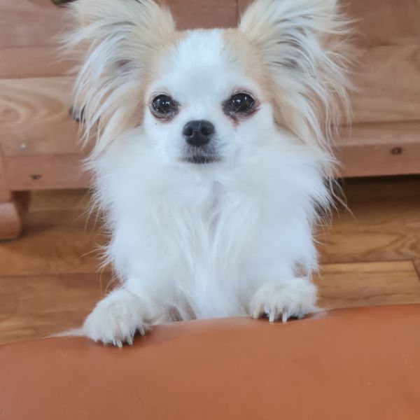 Ziggy uit Leiden zoekt een Hondenoppas