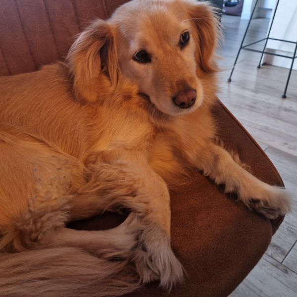 Huisdierenoppas Dilan uit Erica