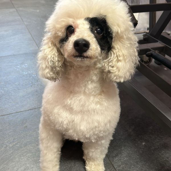 Junior uit Uithoorn zoekt een Hondenoppas