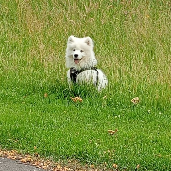 Yuki uit Deventer zoekt een Hondenoppas