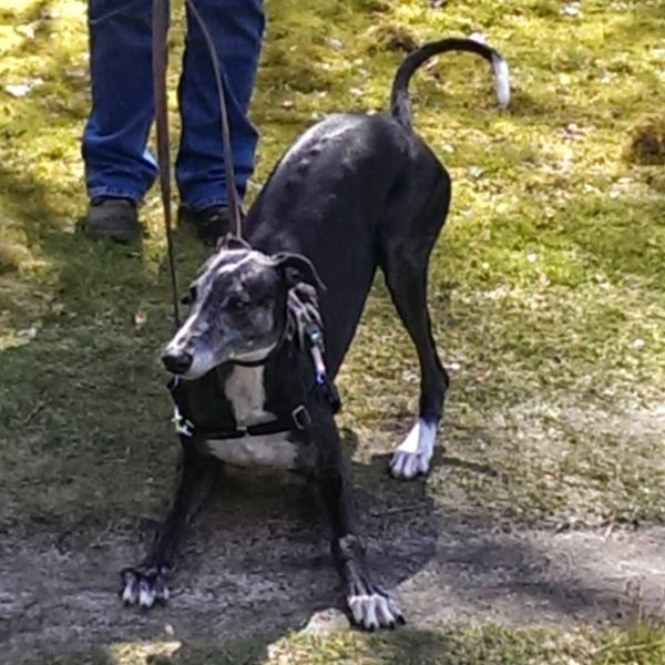 Hondenoppas Elize uit Breda