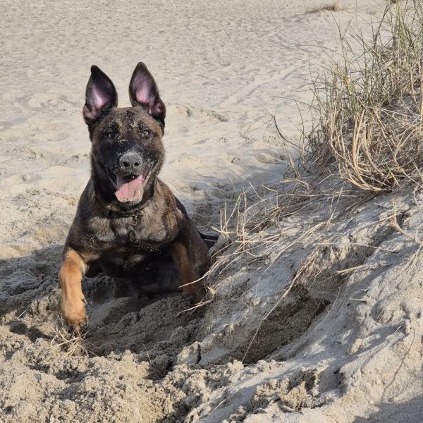 Skye uit Ter Heijde zoekt een Hondenoppas