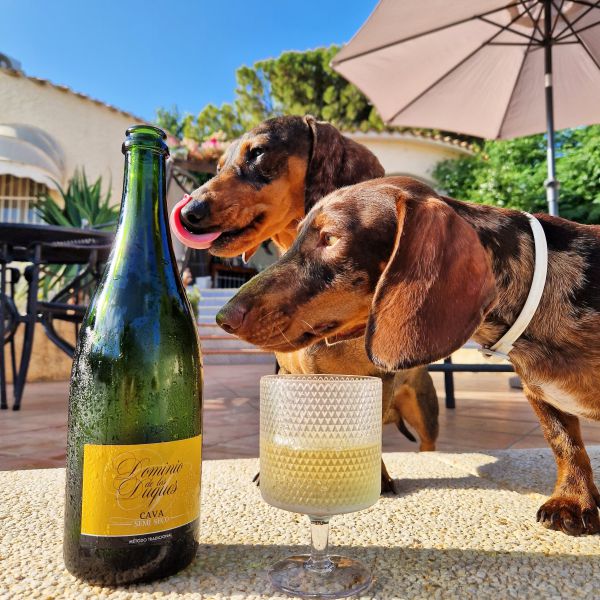 Mr Jones, Fabio uit Naaldwijk zoekt een Hondenoppas