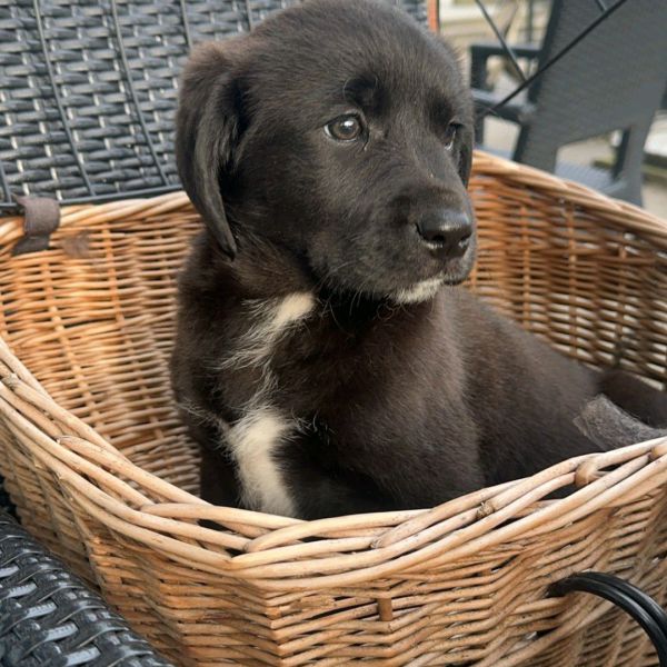 Bella uit Wildervank zoekt een Hondenoppas