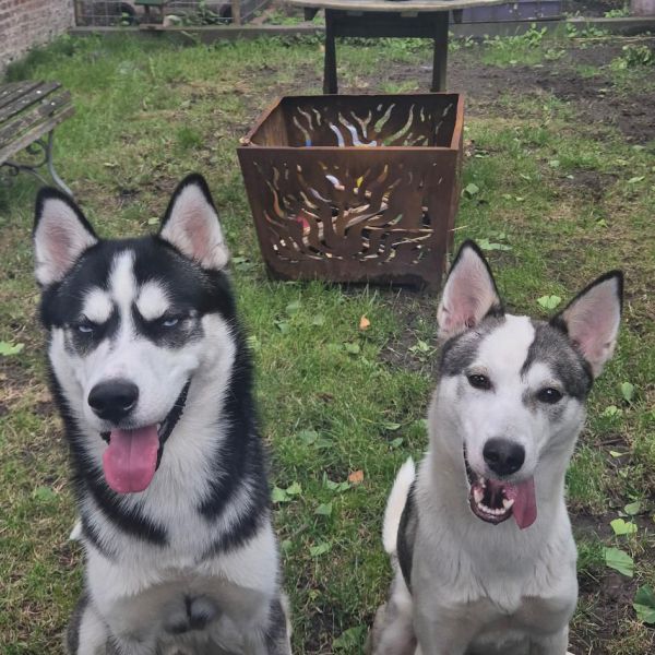 Hopper, Shelby uit Onderdendam zoekt een Hondenoppas