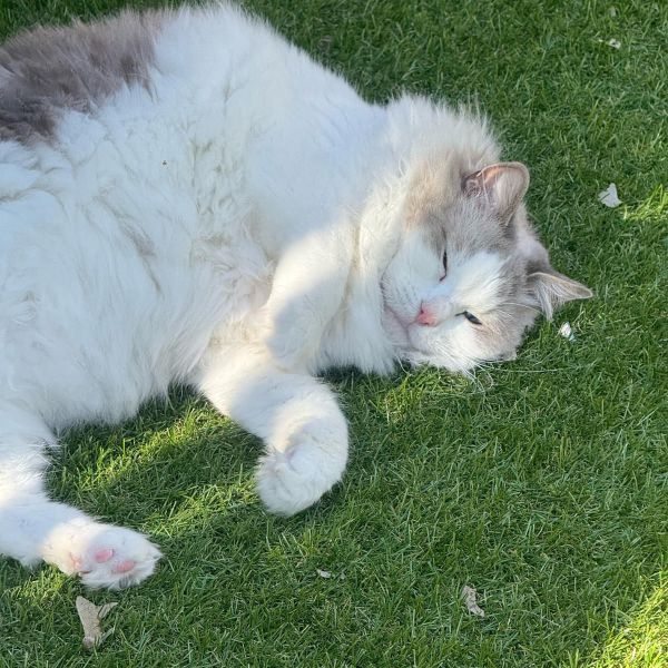 Huisdierenoppas Saskia uit Oosterhout