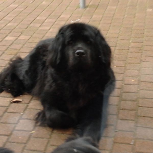 KAYLEIGH, Kayleigh uit Kortehemmen zoekt een Hondenoppas