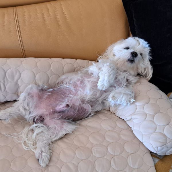 Myra Van Rooij, Pepper uit Rosmalen zoekt een Hondenoppas