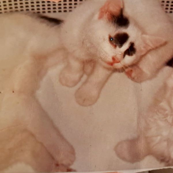 Huisdierenoppas Renate uit Maastricht