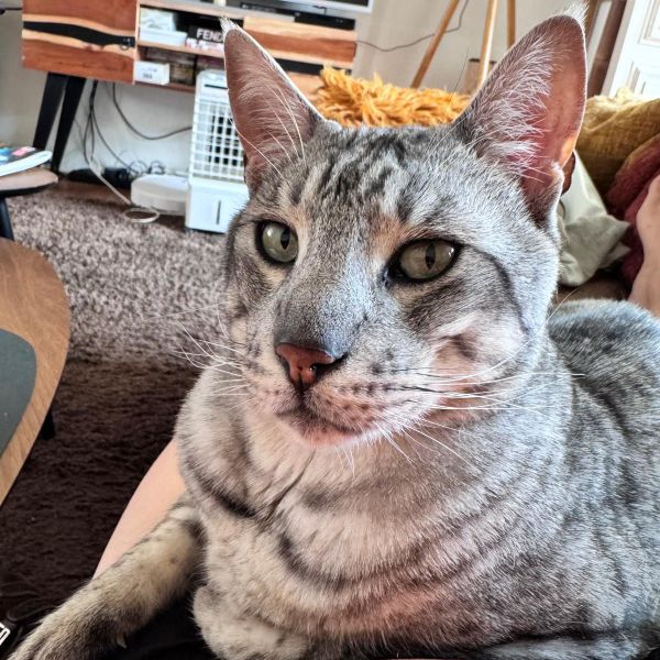 Sam uit Den Helder zoekt een Kattenoppas