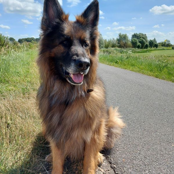 Guus uit Leiden zoekt een Hondenoppas