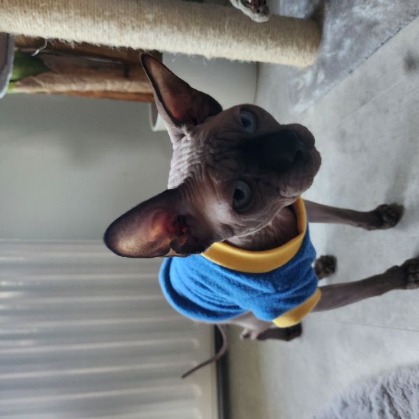 Michy uit Dordrecht zoekt een Kattenoppas