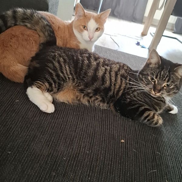 Huisdierenoppas Esmee uit Kollum