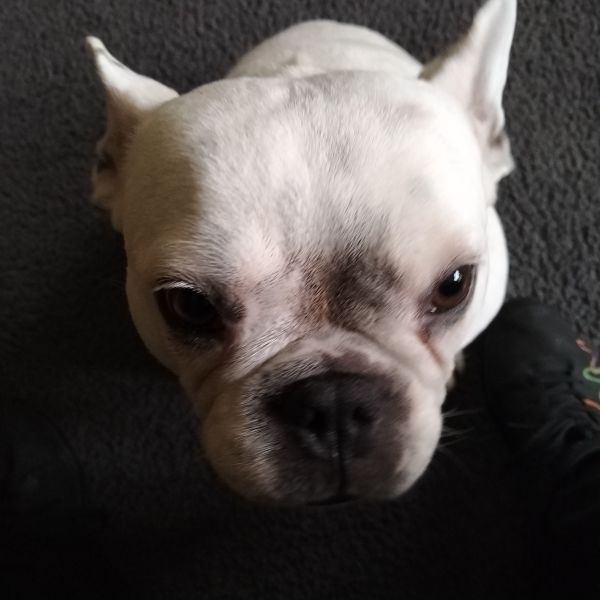 Hondenoppas Margina uit Ter Apel