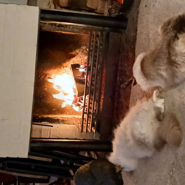 Loetje, Mimi uit Bunnik zoekt een Kattenoppas