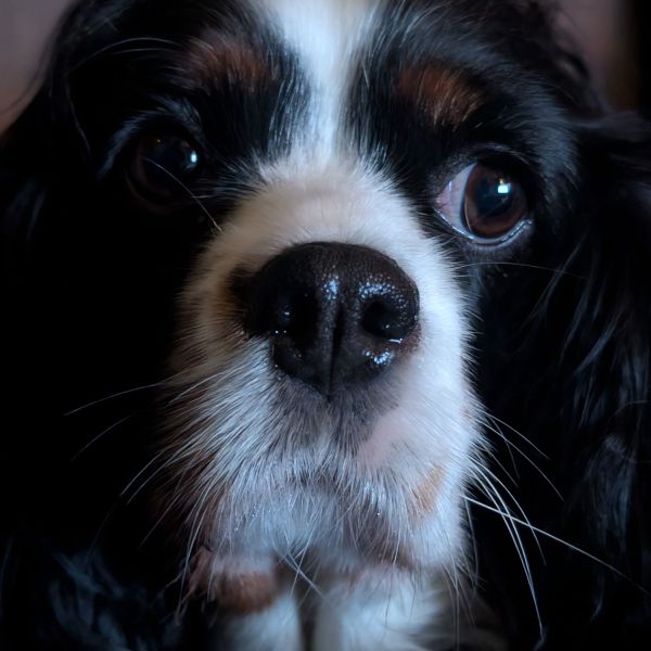 Tessa uit Nijmegen zoekt een Hondenoppas