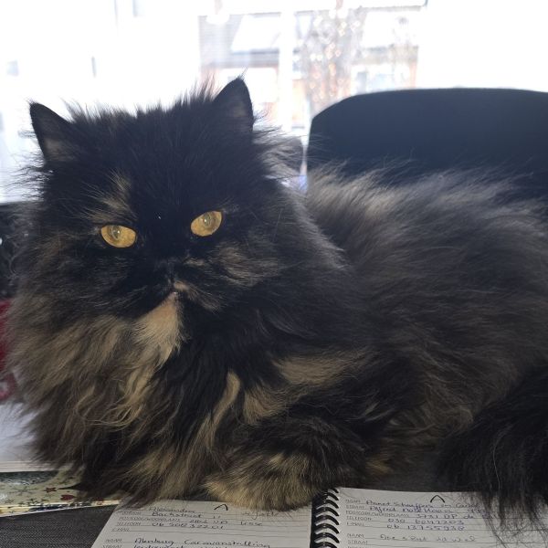 Balou, Marley uit Lisse zoekt een Kattenoppas