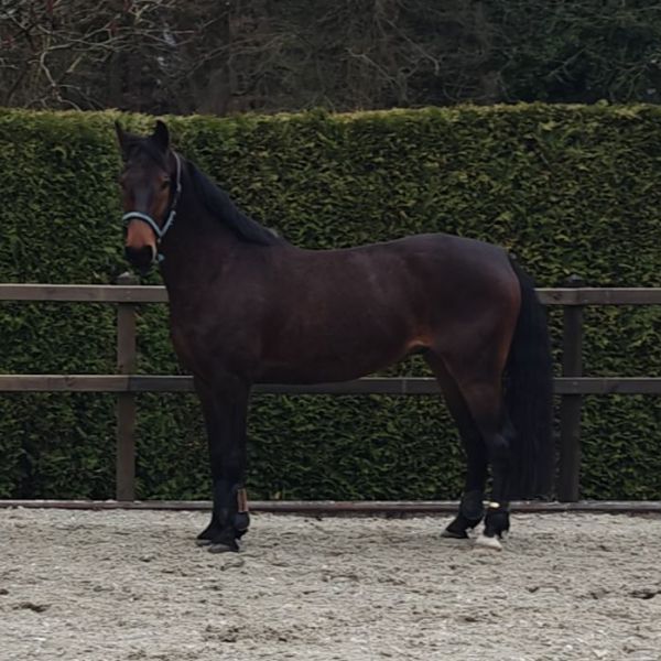Odi, Mokum, Winny uit Elst zoekt een Paardenverzorger