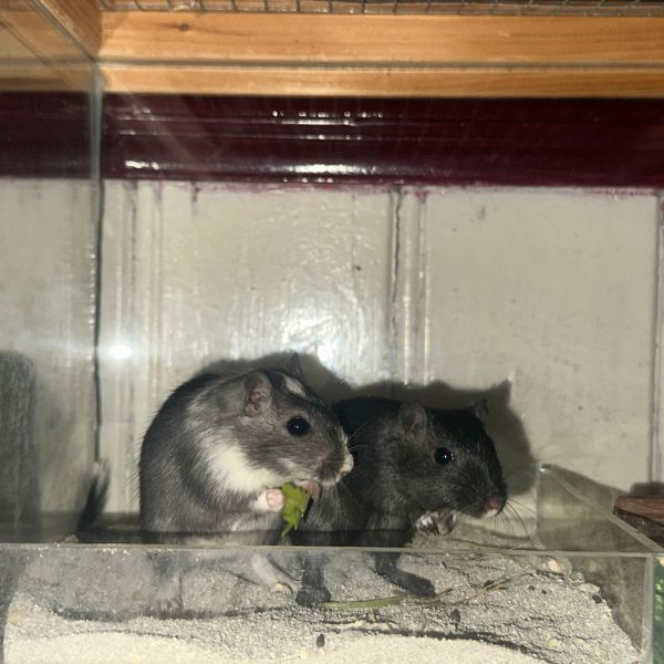 Binky en blacky uit Hallum zoekt een Knaagdierenoppas
