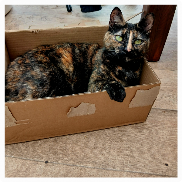 Huisdierenoppas barbara uit Valkenswaard