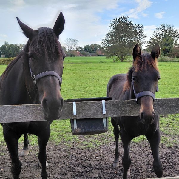 Thorvald z, Rambo uit De Bult zoekt een Paardenverzorger