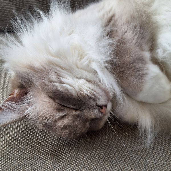 Cleo uit Beneden-Leeuwen zoekt een Kattenoppas